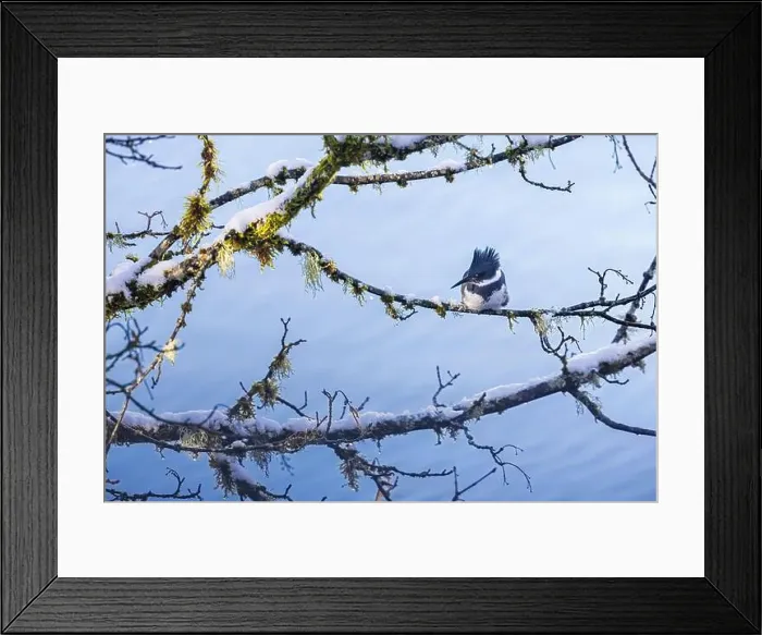 Framed Print : Belted Kingfisher fishing trom a Bigleaf Maple branch hanging over a lake on the Olympic Peninsula Framed Print : Belted Kingfisher fishing trom a Bigleaf Maple branch hanging over a lake on the Olympic Peninsula