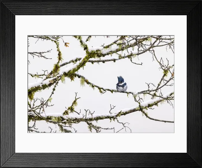 Framed Print : Belted Kingfisher fishing trom a Bigleaf Maple branch hanging over a lake on the Olympic Peninsula Framed Print : Belted Kingfisher fishing trom a Bigleaf Maple branch hanging over a lake on the Olympic Peninsula