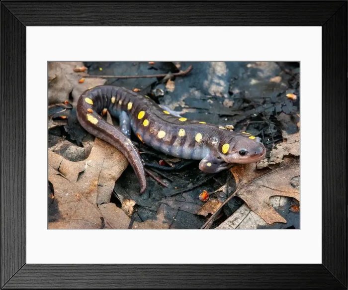 Framed Print : Spotted salamander on forest floor during spring migration Framed Print : Spotted salamander on forest floor during spring migration