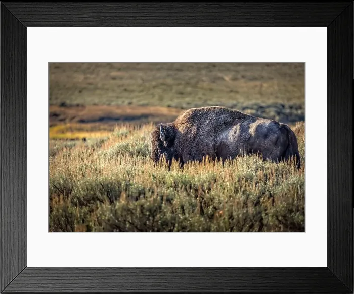 Framed Print : A bison in the grasslands of the Yellowstone National Park Framed Print : A bison in the grasslands of the Yellowstone National Park