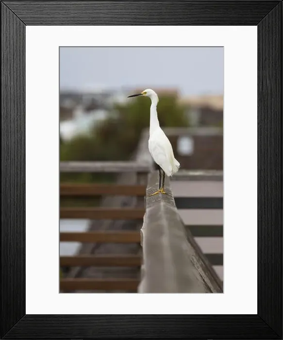 Framed Print : Snowy Egret stands undisturbed on boardwalk railing at Bolsa Chica Ecological Reserve in Huntingdon Beach