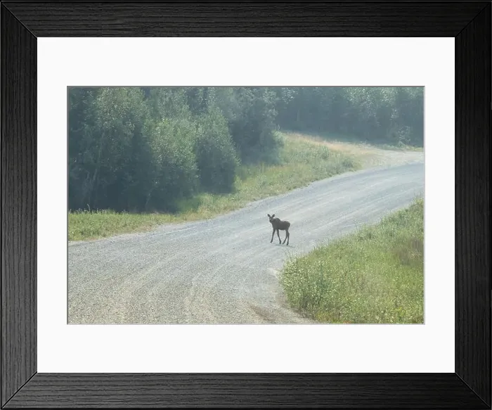 Framed Print : Baby moose standing on a gravel road near Bolio Lake in interior Alaska on a sunny spring day Framed Print : Baby moose standing on a gravel road near Bolio Lake in interior Alaska on a sunny spring day