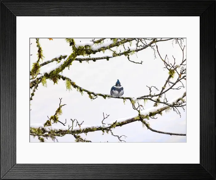 Framed Print : Belted Kingfisher fishing trom a Bigleaf Maple branch hanging over a lake on the Olympic Peninsula Framed Print : Belted Kingfisher fishing trom a Bigleaf Maple branch hanging over a lake on the Olympic Peninsula