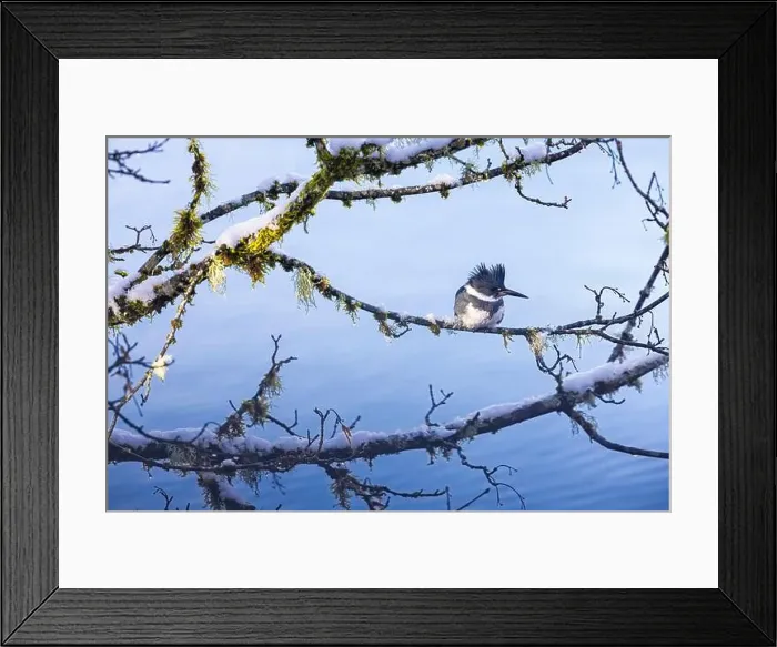 Framed Print : Belted Kingfisher fishing trom a Bigleaf Maple branch hanging over a lake on the Olympic Peninsula Framed Print : Belted Kingfisher fishing trom a Bigleaf Maple branch hanging over a lake on the Olympic Peninsula