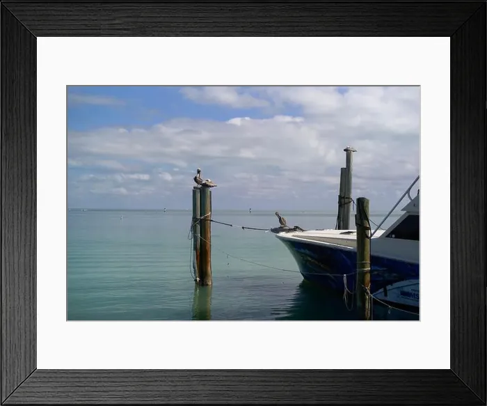 Framed Print : Pelicans perched on wooden posts near a boat on a calm, turquoise sea under a cloudy sky, Florida Keys, USA Framed Print : Pelicans perched on wooden posts near a boat on a calm, turquoise sea under a cloudy sky, Florida Keys, USA