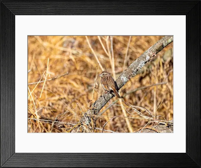 Framed Print : The song sparrow (Melospiza melodia), native sparrows in North America Framed Print : The song sparrow (Melospiza melodia), native sparrows in North America
