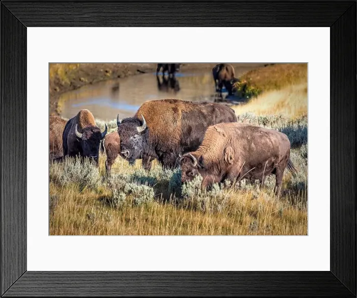 Framed Print : A herd of bisons grazing in the grasslands of the Yellowstone National Park Framed Print : A herd of bisons grazing in the grasslands of the Yellowstone National Park