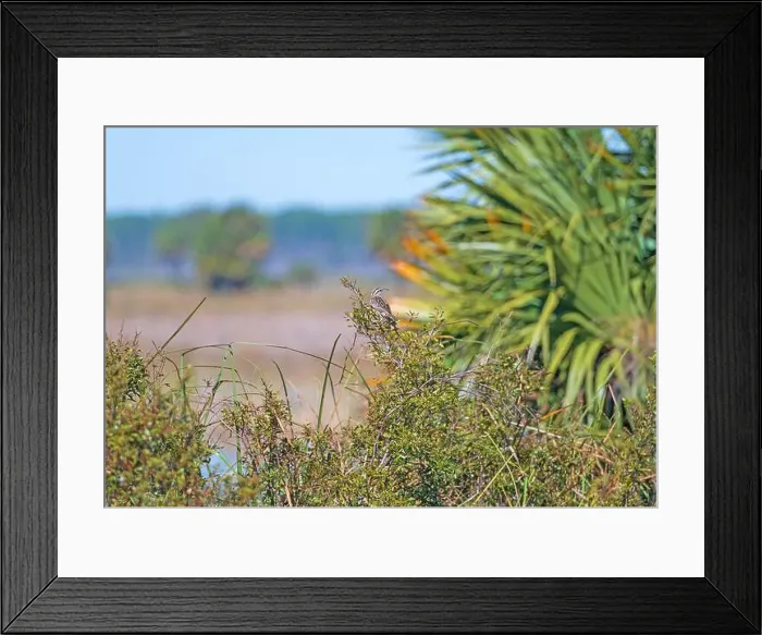 Framed Print : An Eastern Meadowlark Singing in a Bush in the St Marks National Willdife Refuge in Florida Framed Print : An Eastern Meadowlark Singing in a Bush in the St Marks National Willdife Refuge in Florida
