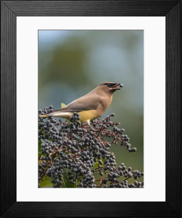 Framed Print : A cedar waxwing (Bombycilla cedrorum), a bird foraging on elderberries in a garden in California, USA Framed Print : A cedar waxwing (Bombycilla cedrorum), a bird foraging on elderberries in a garden in California, USA