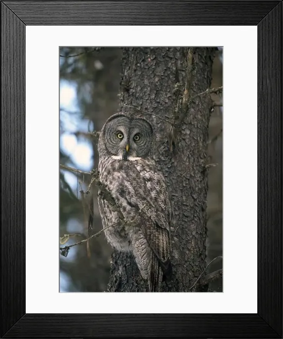 Framed Print : Great gray owl (Strix nebulosa) in a lodepole pine in late fall. Yaak Valley, northwest Montana Framed Print : Great gray owl (Strix nebulosa) in a lodepole pine in late fall. Yaak Valley, northwest Montana