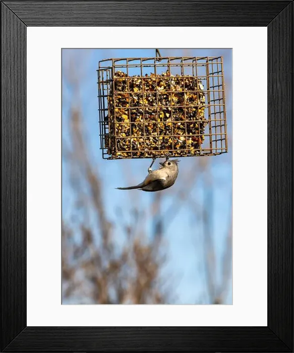 Framed Print : A titmouse clings to a Northeast Indiana bird feeder as he prepares to eat from the seed cake inside Framed Print : A titmouse clings to a Northeast Indiana bird feeder as he prepares to eat from the seed cake inside