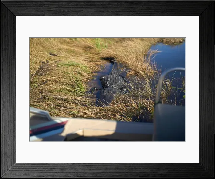 Framed Print : Large alligator resting among marsh grass near water in a sunny wetland environment, Everglades, Florida, USA Framed Print : Large alligator resting among marsh grass near water in a sunny wetland environment, Everglades, Florida, USA