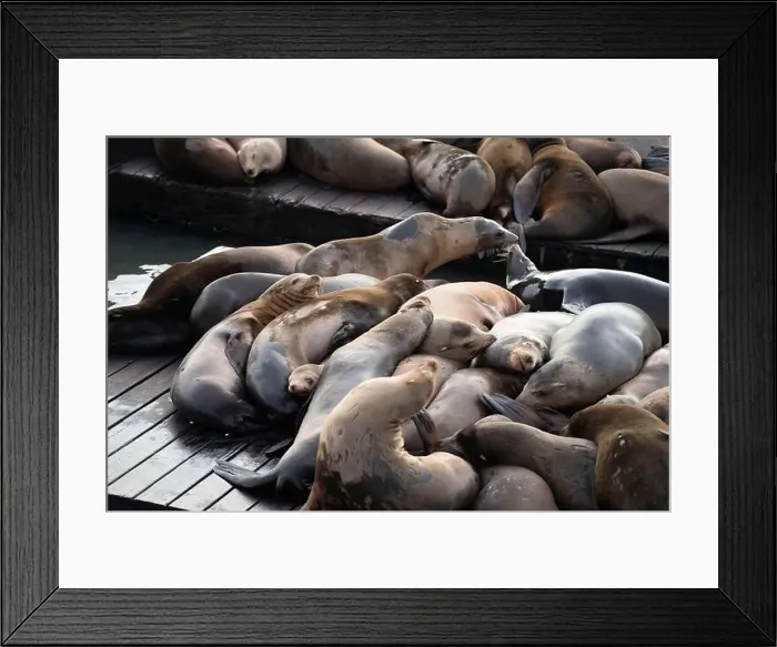 Framed Print : Harbor seals resting on Pier 39 in San Francisco. Many seals huddle together Framed Print : Harbor seals resting on Pier 39 in San Francisco. Many seals huddle together