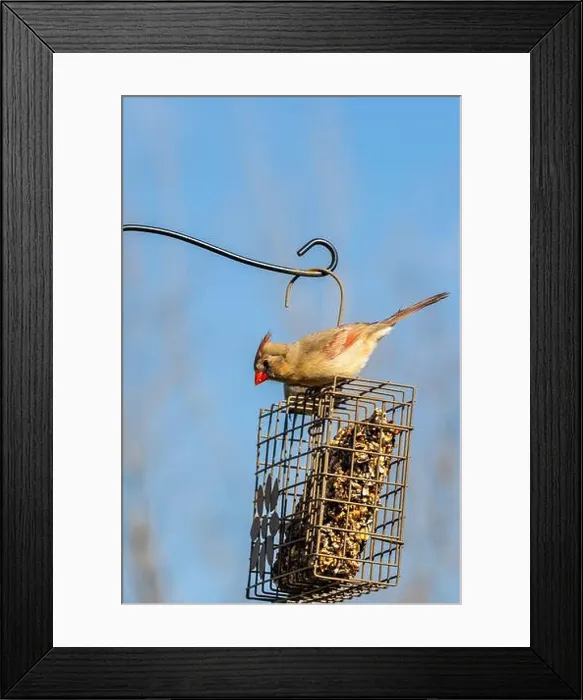 Framed Print : A female cardinal sits atop a bird feeder in Northeast Indiana, USA Framed Print : A female cardinal sits atop a bird feeder in Northeast Indiana, USA