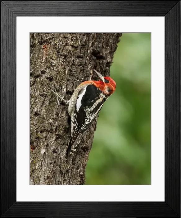 Framed Print : A Red-breasted Sapsukcer (Spyrapicus ruber, subspecies daggetti) clinging to the trunk of an almond tree Framed Print : A Red-breasted Sapsukcer (Spyrapicus ruber, subspecies daggetti) clinging to the trunk of an almond tree
