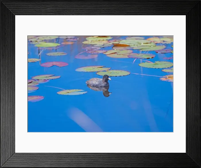 Framed Print : An American Coot in a Refuge Pond in the St Marks National Widllife Refuge in Florida Framed Print : An American Coot in a Refuge Pond in the St Marks National Widllife Refuge in Florida