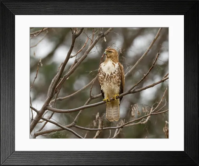 Framed Print : An immature Red-tailed Hawk (Buteo jamaicensis) perched in a tree Framed Print : An immature Red-tailed Hawk (Buteo jamaicensis) perched in a tree