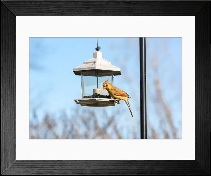 Framed Print : A female cardinal sits at a bird feeder in Northeast Indiana, USA