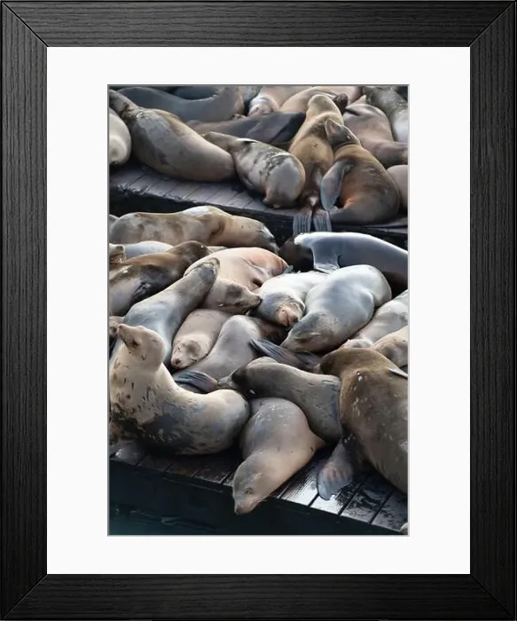 Framed Print : Many harbor seals rest on Pier 39 in San Francisco. They bask in the sun Framed Print : Many harbor seals rest on Pier 39 in San Francisco. They bask in the sun