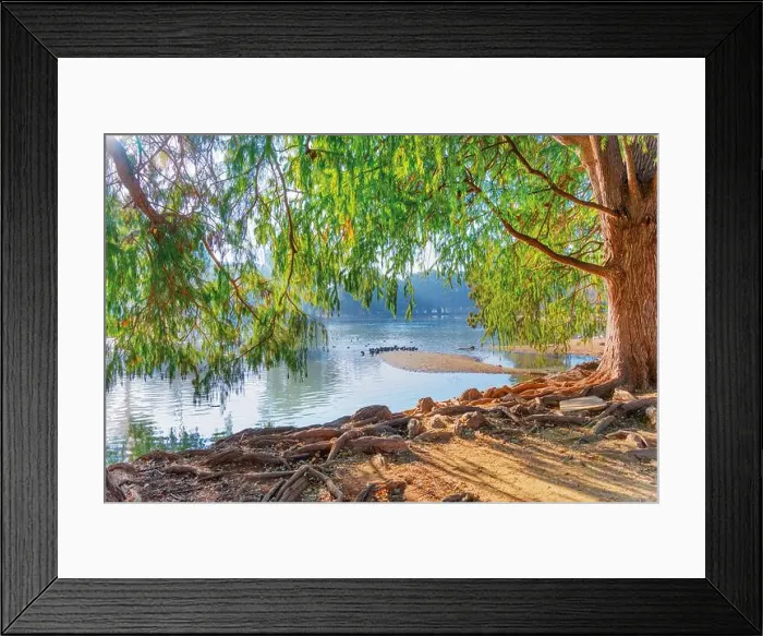 Framed Print : Serene view of green trees arching over calm water Framed Print : Serene view of green trees arching over calm water