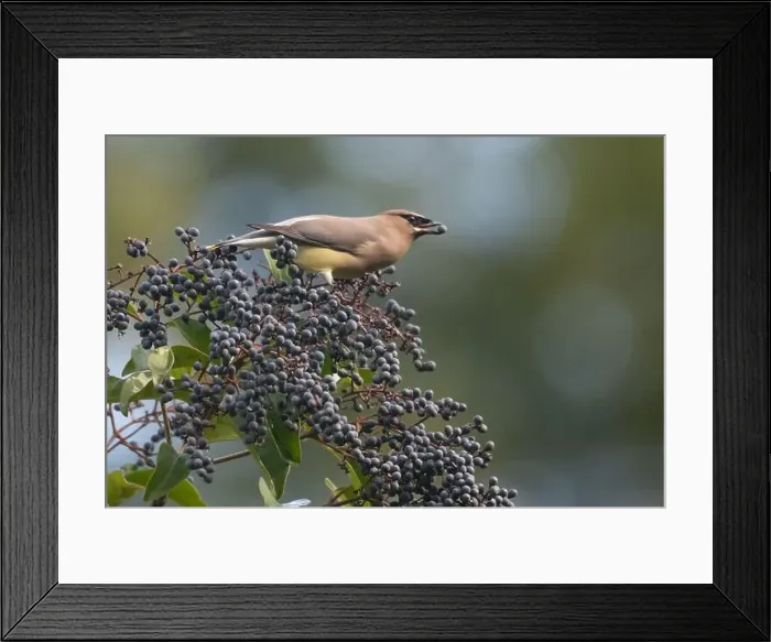 Framed Print : A cedar waxwing (Bombycilla cedrorum), a bird foraging on elderberries in a garden in California, USA Framed Print : A cedar waxwing (Bombycilla cedrorum), a bird foraging on elderberries in a garden in California, USA
