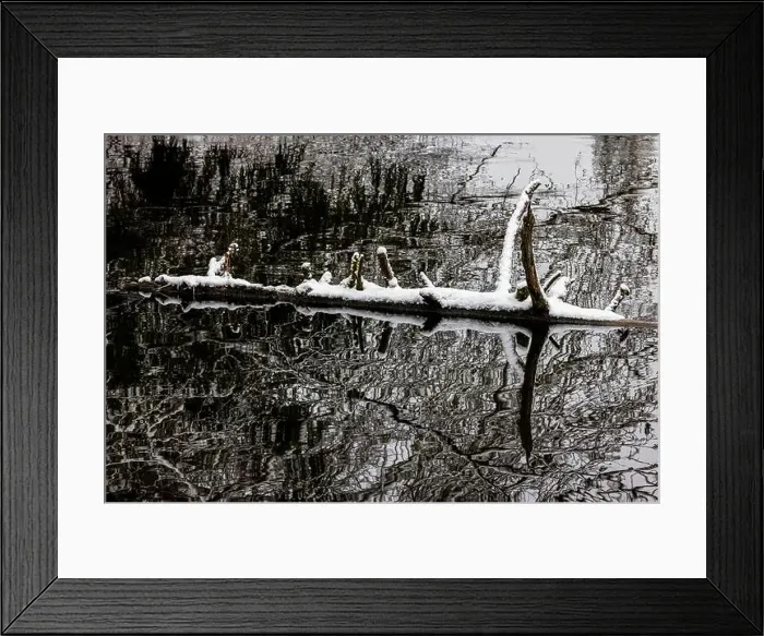 Framed Print : Floating log in a lake on a snowy day on the Olympic Peninsula, Washington State, USA Framed Print : Floating log in a lake on a snowy day on the Olympic Peninsula, Washington State, USA
