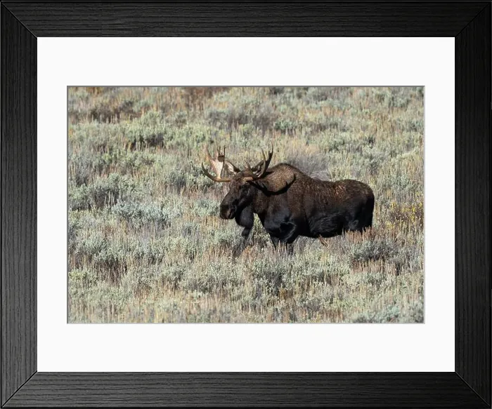 Framed Print : Bull moose walking through Sage Brush on a bright warm day Framed Print : Bull moose walking through Sage Brush on a bright warm day