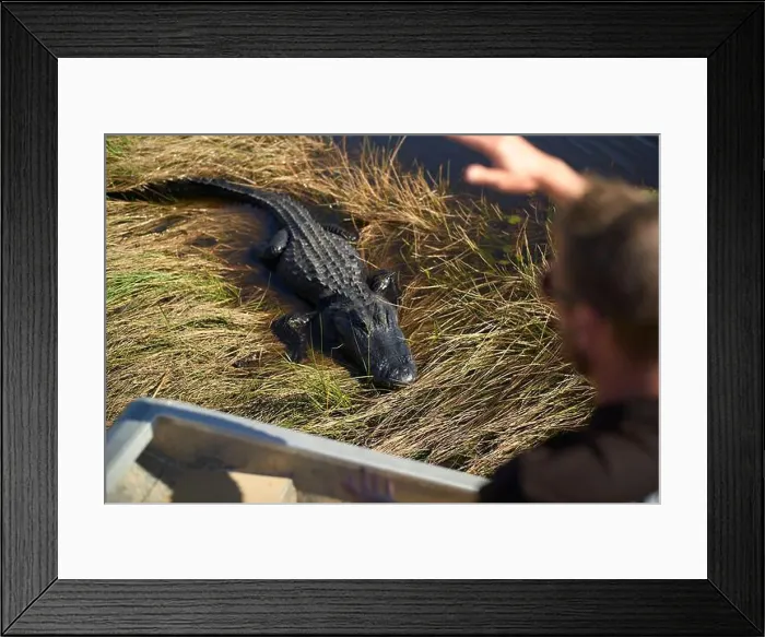 Framed Print : Alligator rests on grass by water as person gestures toward it on sunny day, Everglades, Florida, USA Framed Print : Alligator rests on grass by water as person gestures toward it on sunny day, Everglades, Florida, USA