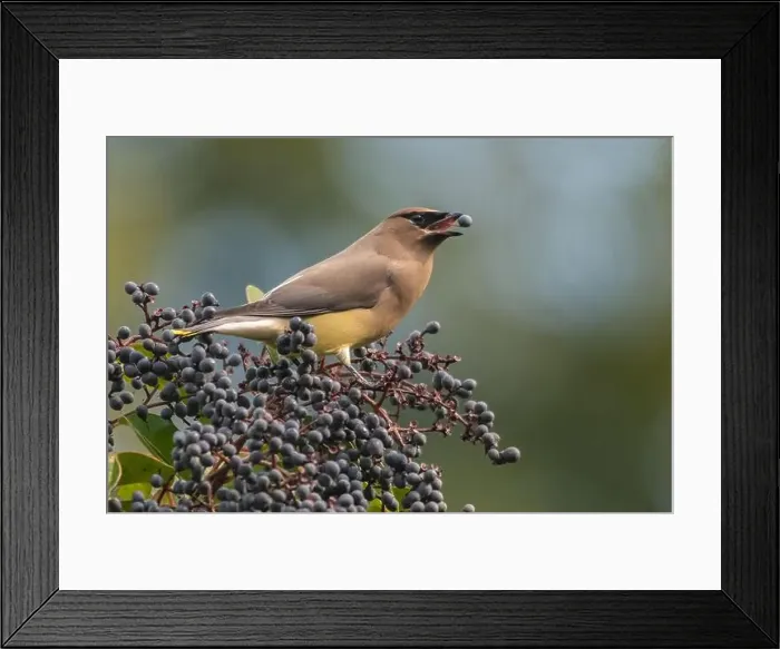 Framed Print : A cedar waxwing (Bombycilla cedrorum), a bird foraging on elderberries in a garden in California, USA Framed Print : A cedar waxwing (Bombycilla cedrorum), a bird foraging on elderberries in a garden in California, USA