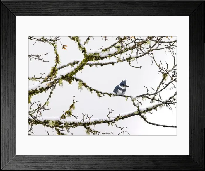 Framed Print : Belted Kingfisher fishing trom a Bigleaf Maple branch hanging over a lake on the Olympic Peninsula Framed Print : Belted Kingfisher fishing trom a Bigleaf Maple branch hanging over a lake on the Olympic Peninsula