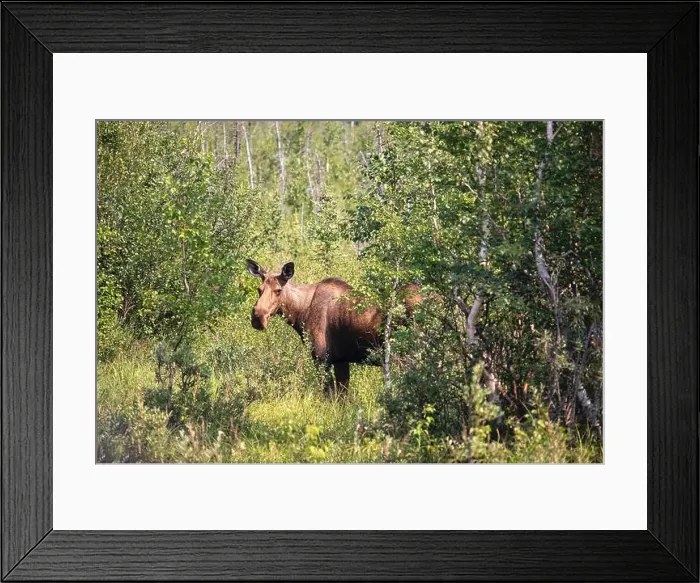 Framed Print : Female moose standing in green trees and plants on a sunny spring day near Delta Junction, Alaska