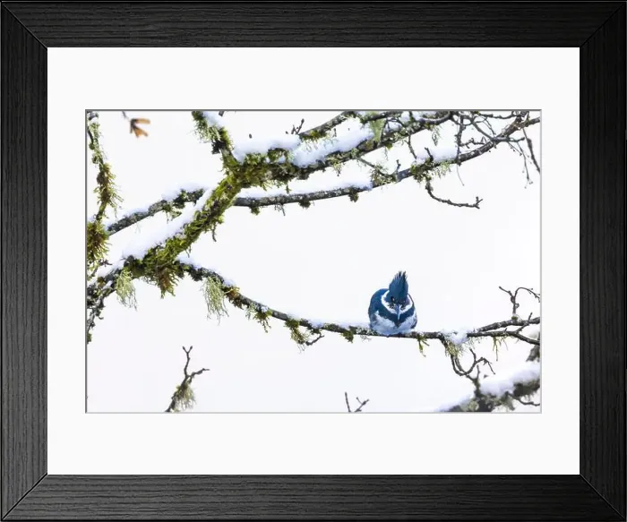 Framed Print : Belted Kingfisher fishing trom a Bigleaf Maple branch hanging over a lake on the Olympic Peninsula