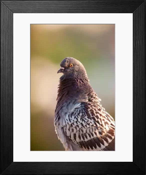 Framed Print : Portrait of a rock pigeon commonly found in urban areas within the USA Framed Print : Portrait of a rock pigeon commonly found in urban areas within the USA