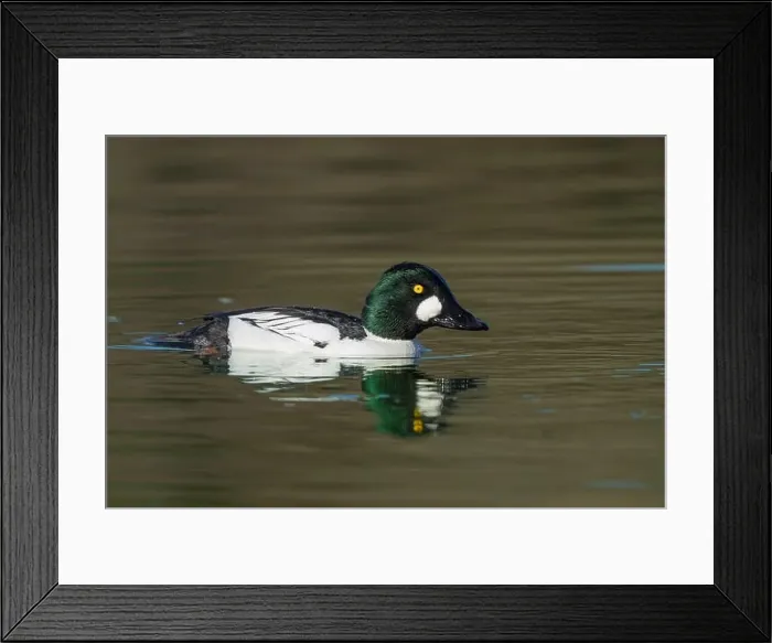 Framed Print : male Common Goldeneye (Bucephala clangula), Sacramento County California USA Framed Print : male Common Goldeneye (Bucephala clangula), Sacramento County California USA