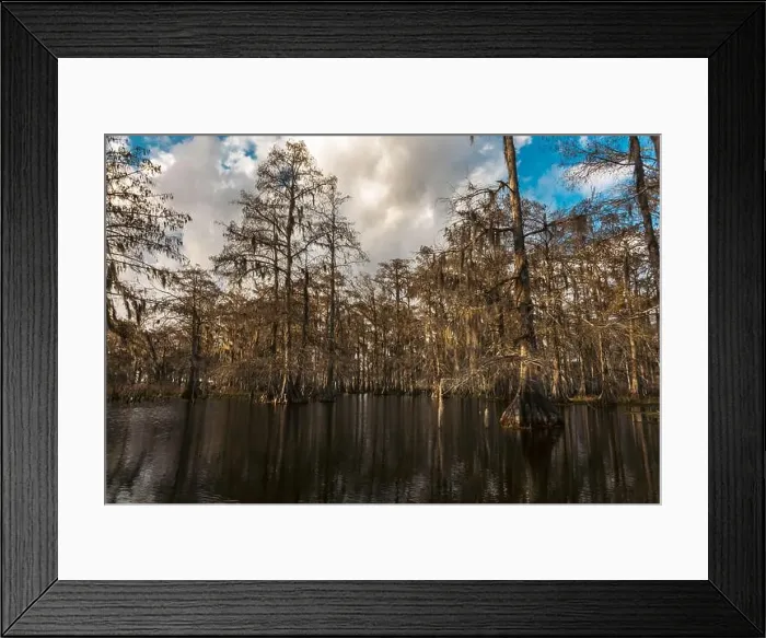 Framed Print : Swamp tour on a boat near Lafayette, Luisiana Framed Print : Swamp tour on a boat near Lafayette, Luisiana