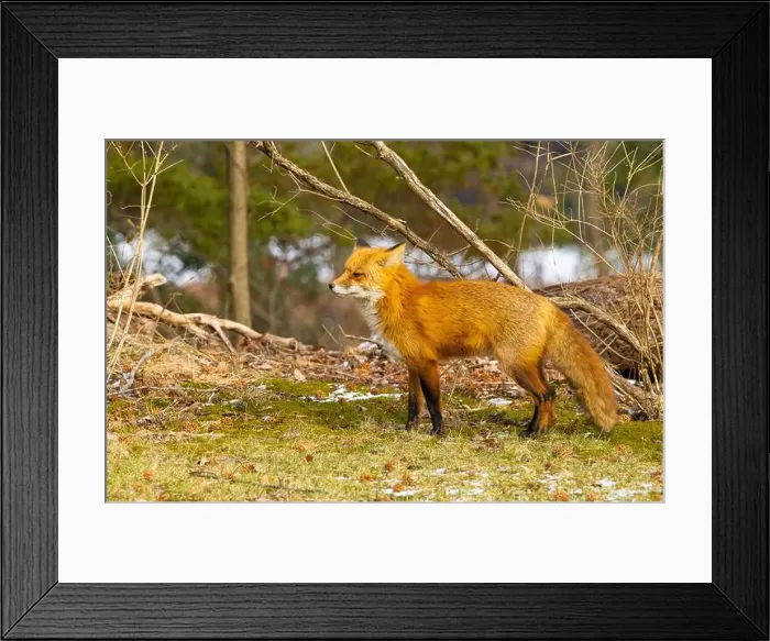 Framed Print : Red fox in New Jersey forest Framed Print : Red fox in New Jersey forest