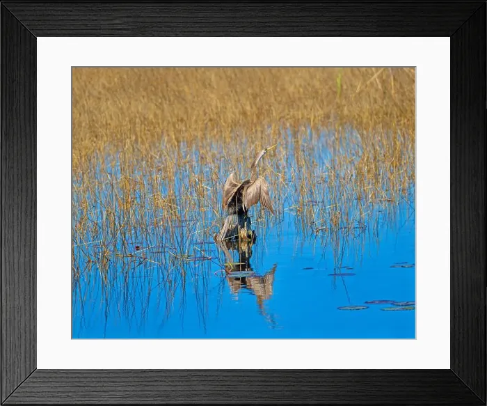 Framed Print : Anhinga Drying its Wings in the Sun in the St Marks National Willdife Refuge in Florida Framed Print : Anhinga Drying its Wings in the Sun in the St Marks National Willdife Refuge in Florida