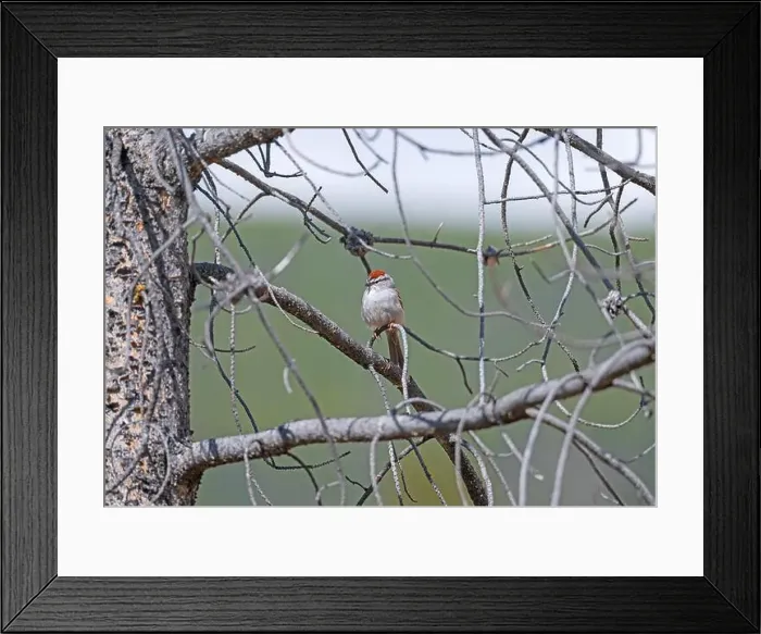 Framed Print : Chipping Sparrow in a Pine Tree in Yellowstone National Park in Wyoming Framed Print : Chipping Sparrow in a Pine Tree in Yellowstone National Park in Wyoming