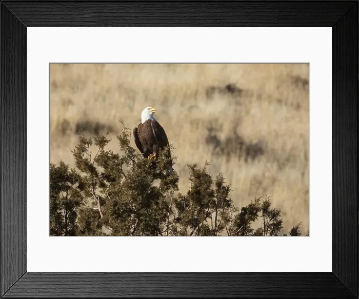 Framed Print : A bald eagle (Haliaeetus leucocephalus)