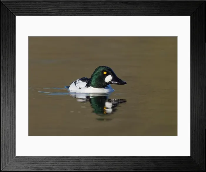 Framed Print : male Common Goldeneye (Bucephala clangula), Sacramento County California USA Framed Print : male Common Goldeneye (Bucephala clangula), Sacramento County California USA