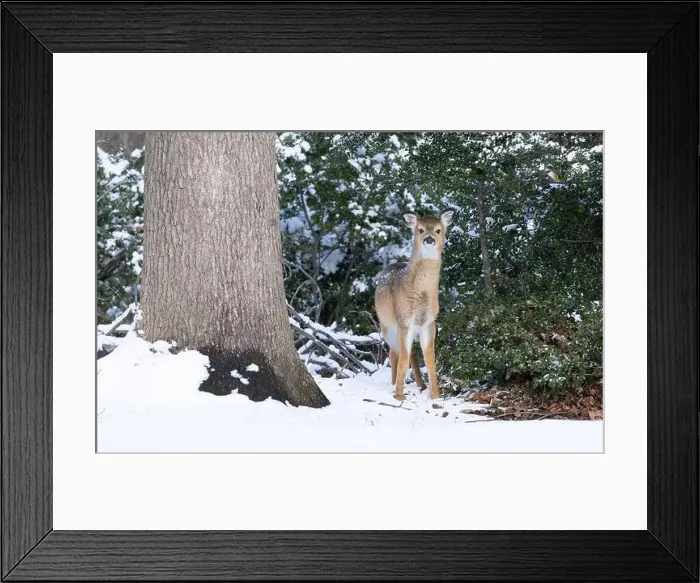 Framed Print : White-tailed deer fawn in winter woods. New Jersey, USA Framed Print : White-tailed deer fawn in winter woods. New Jersey, USA