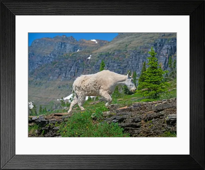 Framed Print : Mountain Goat Walking in an Alpine Wonderland Near Logan Pass in Glacier National Park in Montana Framed Print : Mountain Goat Walking in an Alpine Wonderland Near Logan Pass in Glacier National Park in Montana
