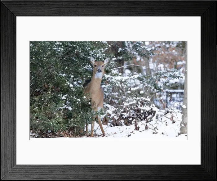 Framed Print : White-tailed deer doe in winter woods. New Jersey, USA Framed Print : White-tailed deer doe in winter woods. New Jersey, USA