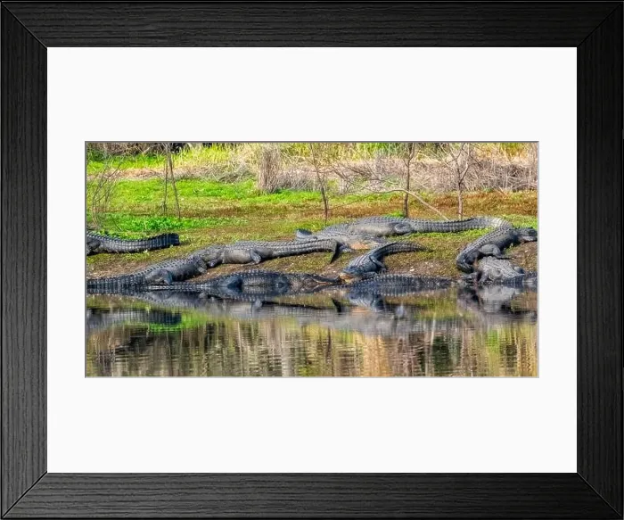 Framed Print : American Alligators on the bank of the Myakka River in Myakka River State Park in Sarasota Florida USA Framed Print : American Alligators on the bank of the Myakka River in Myakka River State Park in Sarasota Florida USA