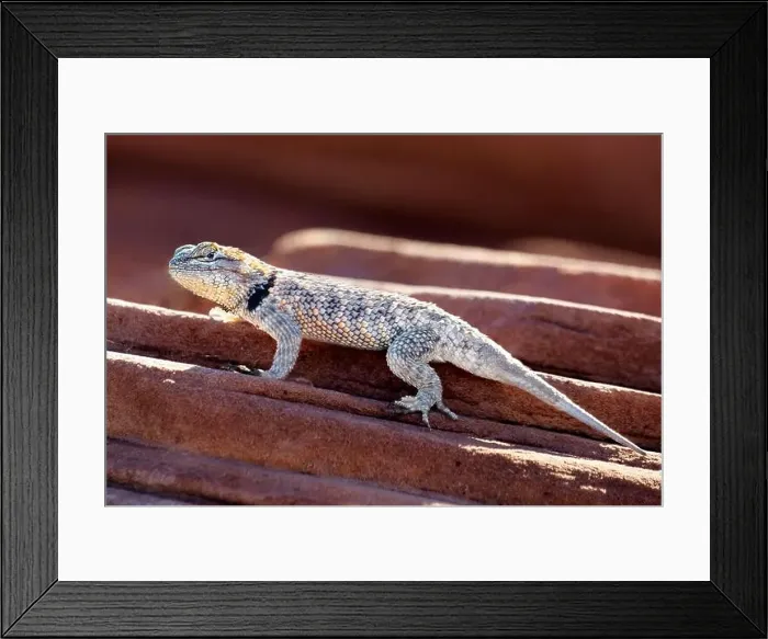 Framed Print : Desert Spiny Lizard (Sceloporus magister) in Sand Hollow State Park near St. George, Utah, United States of America Framed Print : Desert Spiny Lizard (Sceloporus magister) in Sand Hollow State Park near St. George, Utah, United States of America