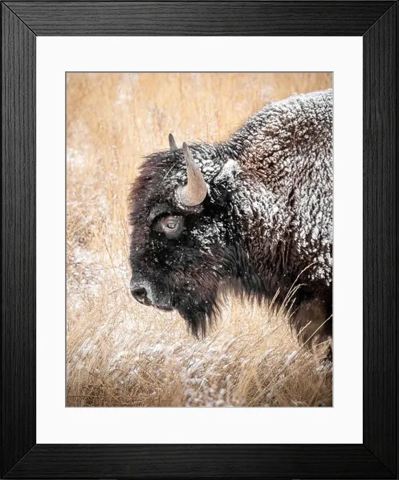 Framed Print : Side portrait of a snow covered bison in a snowy grass field Framed Print : Side portrait of a snow covered bison in a snowy grass field