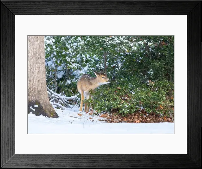 Framed Print : White-tailed deer fawn in winter woods. New Jersey, USA Framed Print : White-tailed deer fawn in winter woods. New Jersey, USA