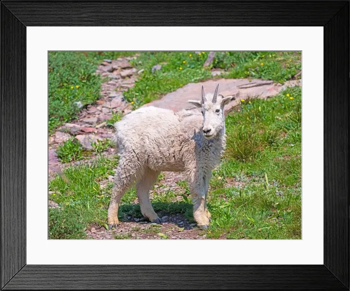 Framed Print : Baby Mountain Goat in a Summer Meadow in Glacier National Park in Montana Framed Print : Baby Mountain Goat in a Summer Meadow in Glacier National Park in Montana