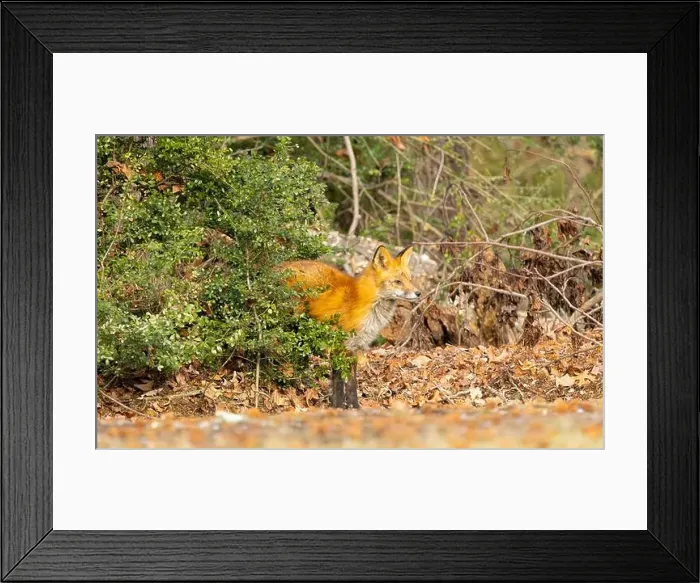 Framed Print : Red fox in New Jersey forest