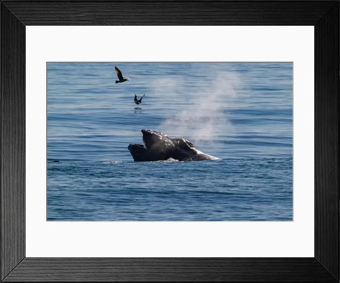 Framed Print : Humpback whale, lung feeding, with pelicans flying about his head and. the Monterey Bay beach in the background Framed Print : Humpback whale, lung feeding, with pelicans flying about his head and. the Monterey Bay beach in the background
